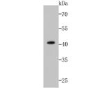 p53 Antibody in Western Blot (WB)