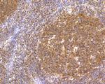 CREB Antibody in Immunohistochemistry (Paraffin) (IHC (P))