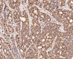 CREB Antibody in Immunohistochemistry (Paraffin) (IHC (P))