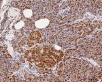 CREB Antibody in Immunohistochemistry (Paraffin) (IHC (P))