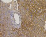 VDAC Antibody in Immunohistochemistry (Paraffin) (IHC (P))