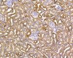 VDAC Antibody in Immunohistochemistry (Paraffin) (IHC (P))