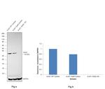 VDAC Antibody in Western Blot (WB)