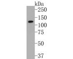 CD49f Antibody in Western Blot (WB)