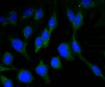 NeuN Antibody in Immunocytochemistry (ICC/IF)