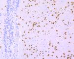 NeuN Antibody in Immunohistochemistry (Paraffin) (IHC (P))