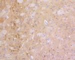 PSD-95 Antibody in Immunohistochemistry (Paraffin) (IHC (P))