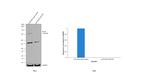 PSD-95 Antibody in Western Blot (WB)