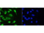 H3K36me1 Antibody in Immunocytochemistry (ICC/IF)