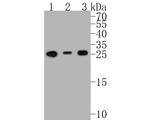 Bcl-2 Antibody in Western Blot (WB)