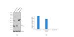 Bcl-2 Antibody in Western Blot (WB)