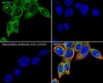 NFkB p50/p105 Antibody in Immunocytochemistry (ICC/IF)