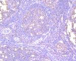 NFkB p50/p105 Antibody in Immunohistochemistry (Paraffin) (IHC (P))