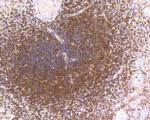 NFkB p50/p105 Antibody in Immunohistochemistry (Paraffin) (IHC (P))