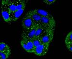 MEK1 Antibody in Immunocytochemistry (ICC/IF)