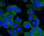 MEK1 Antibody in Immunocytochemistry (ICC/IF)