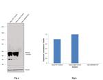 SMAD4 Antibody in Western Blot (WB)