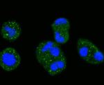 ERK1 Antibody in Immunocytochemistry (ICC/IF)