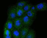 ERK1 Antibody in Immunocytochemistry (ICC/IF)