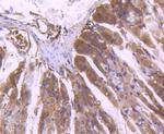 ERK1 Antibody in Immunohistochemistry (Paraffin) (IHC (P))