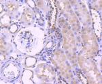 ERK1 Antibody in Immunohistochemistry (Paraffin) (IHC (P))