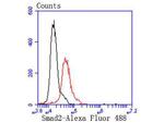 SMAD2 Antibody in Flow Cytometry (Flow)