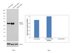 SMAD2 Antibody