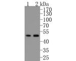 SMAD2 Antibody in Western Blot (WB)