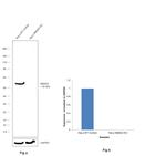 SMAD2 Antibody in Western Blot (WB)