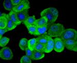 ERK1 Antibody in Immunocytochemistry (ICC/IF)