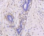 ERK1 Antibody in Immunohistochemistry (Paraffin) (IHC (P))