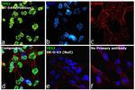 p53 Antibody in Immunocytochemistry (ICC/IF)