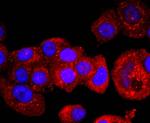 p53 Antibody in Immunocytochemistry (ICC/IF)