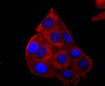 p53 Antibody in Immunocytochemistry (ICC/IF)