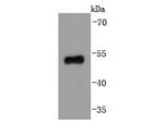 p53 Antibody in Western Blot (WB)