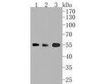 ALDH1A1 Antibody in Western Blot (WB)