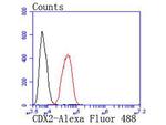 CDX2 Antibody in Flow Cytometry (Flow)