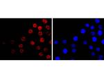 CDX2 Antibody in Immunocytochemistry (ICC/IF)