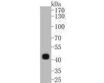 CDX2 Antibody in Western Blot (WB)