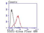 STAT1 Antibody in Flow Cytometry (Flow)