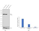 STAT1 Antibody in Western Blot (WB)