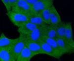 GSK3B Antibody in Immunocytochemistry (ICC/IF)