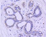 GSK3B Antibody in Immunohistochemistry (Paraffin) (IHC (P))