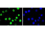 c-Jun Antibody in Immunocytochemistry (ICC/IF)