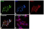 mTOR Antibody in Immunocytochemistry (ICC/IF)