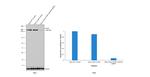 mTOR Antibody in Western Blot (WB)