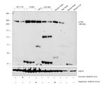 mTOR Antibody in Western Blot (WB)