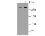 mTOR Antibody in Western Blot (WB)