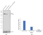 PARP1 Antibody