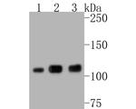 PARP1 Antibody in Western Blot (WB)